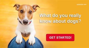 animals Quiz Test: What Do You Really Know About Dogs?