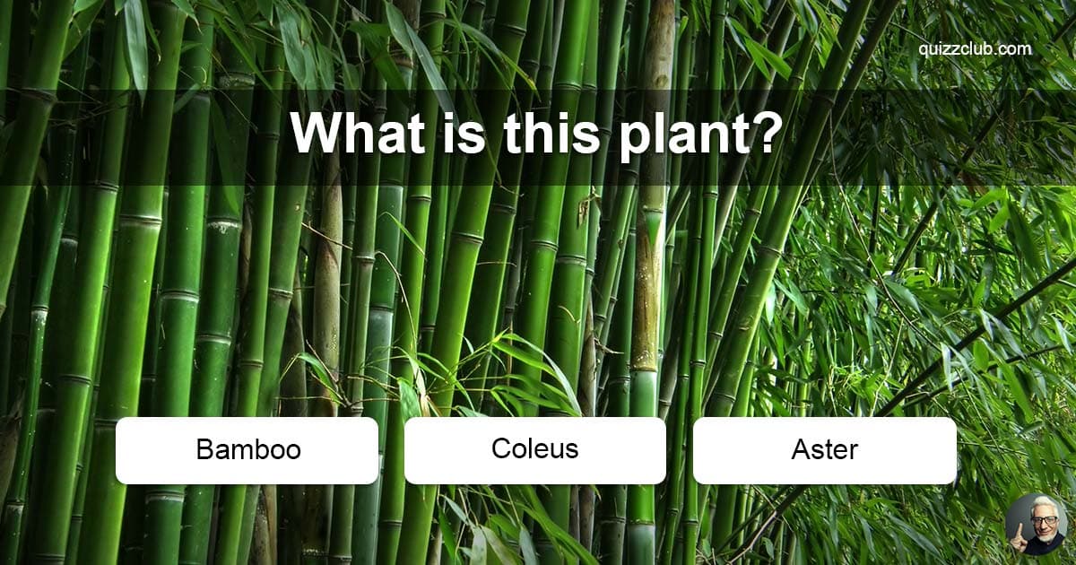ohioappdesign What Should I Name My Plant Quiz