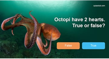 animals Quiz Test: How well do you know animals?