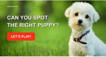 animals Quiz Test: Can You Spot The Right Puppy?