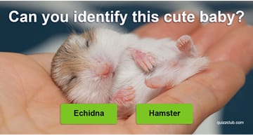 Quiz Test: Can You Identify 27 Of The World's Cutest Animals As Babies?