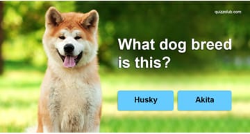 animals Quiz Test: Guess the dog breed from a single picture