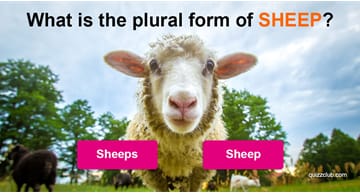 language Quiz Test: Only People With A PhD Can Spell The 22 Hardest Plural Forms Of The English Language