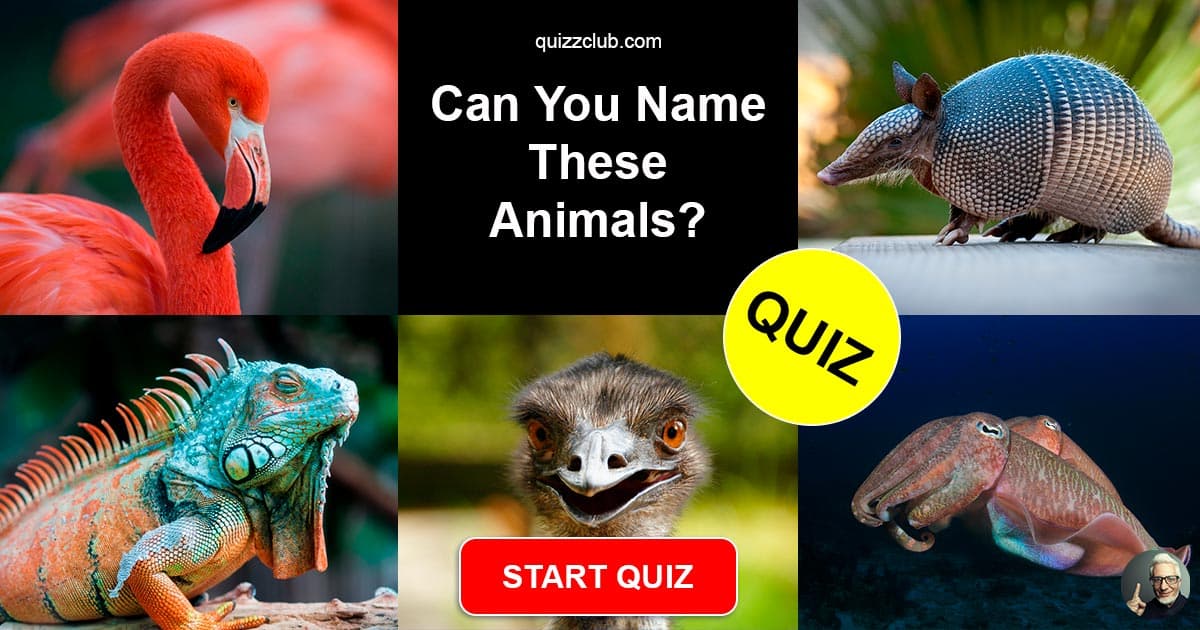 Can You Name These Animals? | Trivia Quiz | QuizzClub