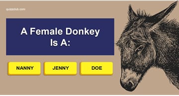 animals Quiz Test: Can You Pass The Trickiest Animal Vocabulary Test?