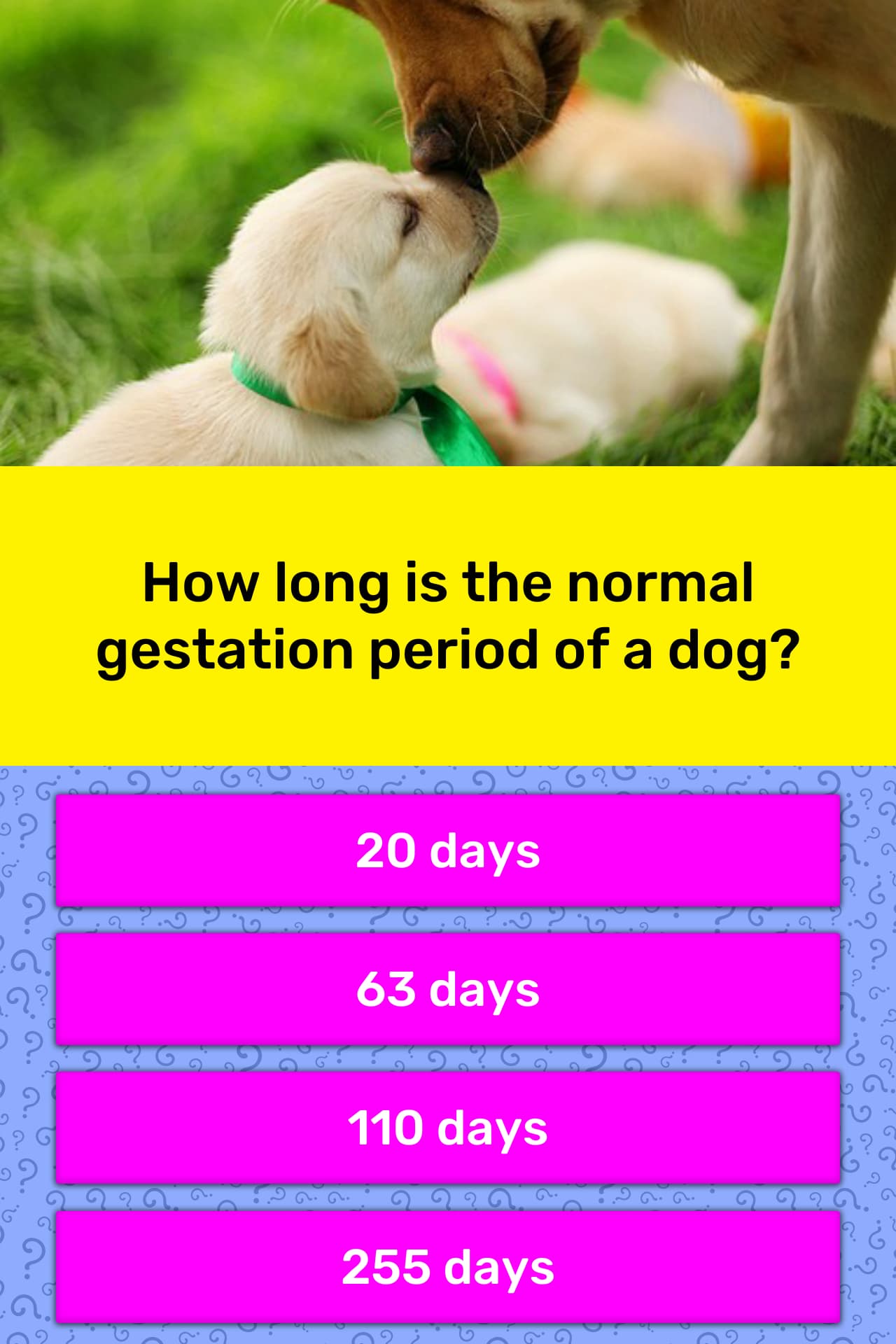 how-long-is-the-normal-gestation-trivia-answers-quizzclub