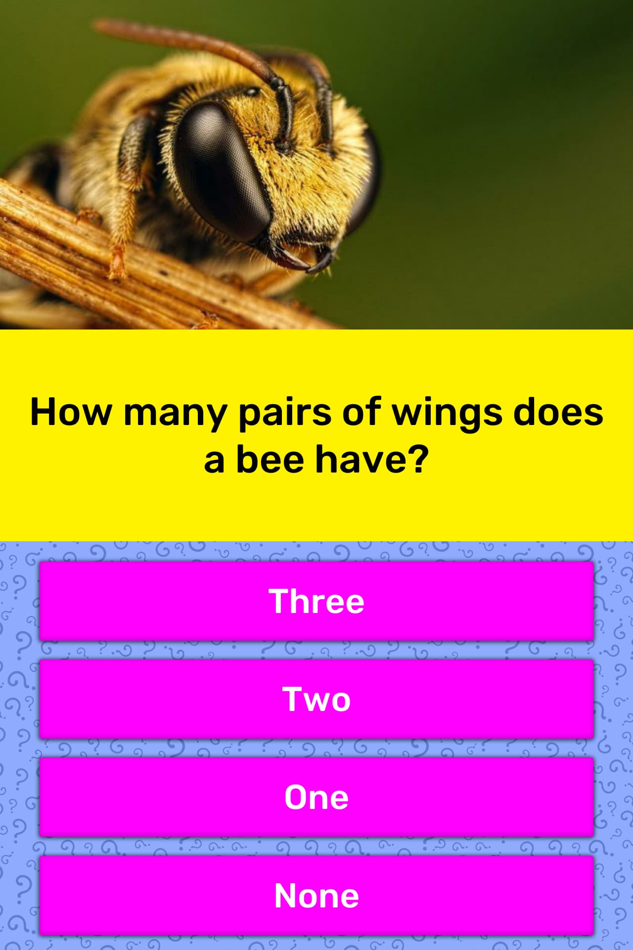 How Many Pairs Of Wings Does A Bee Have Trivia Answers QuizzClub