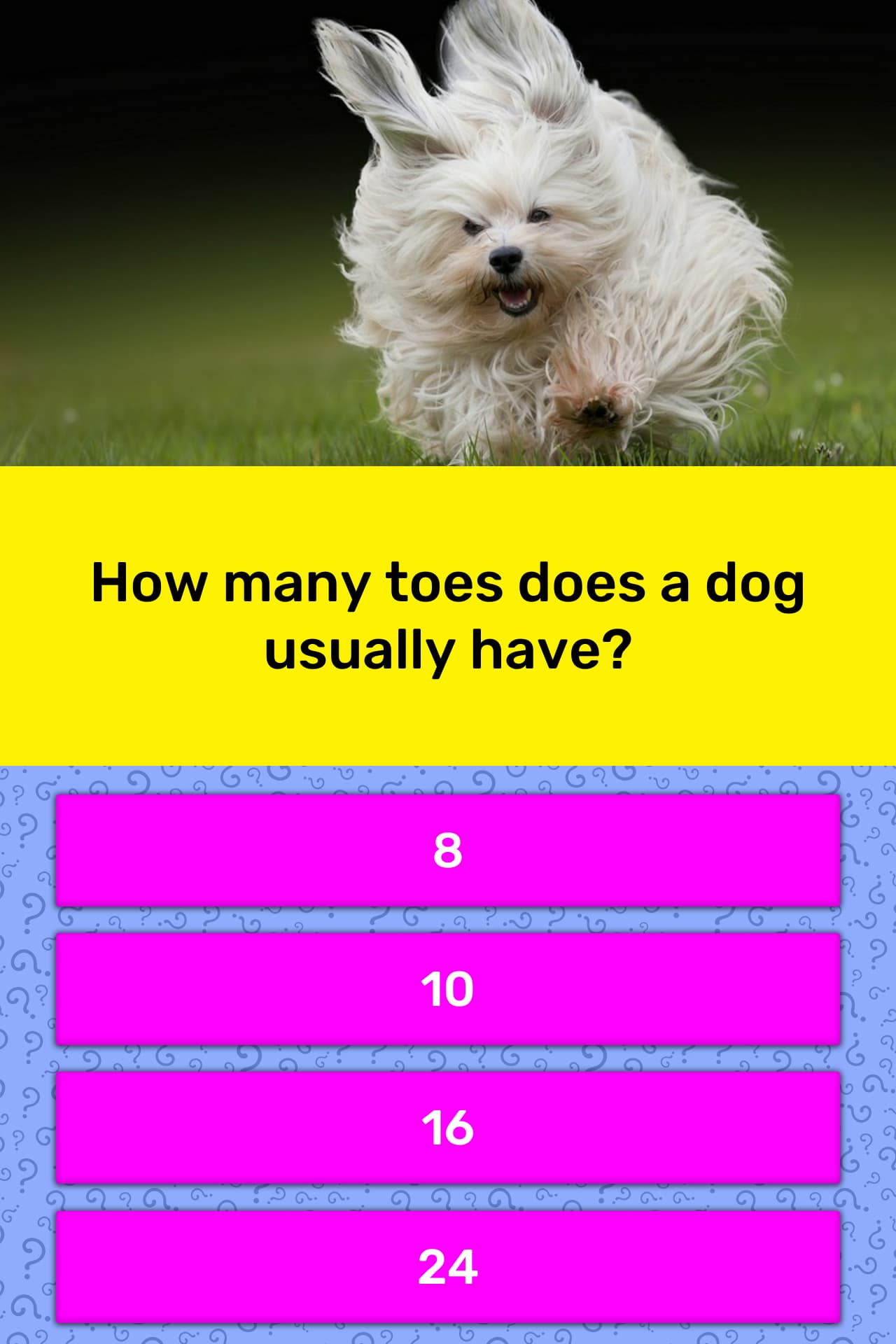 how-many-toes-does-a-dog-usually-have-trivia-answers-quizzclub