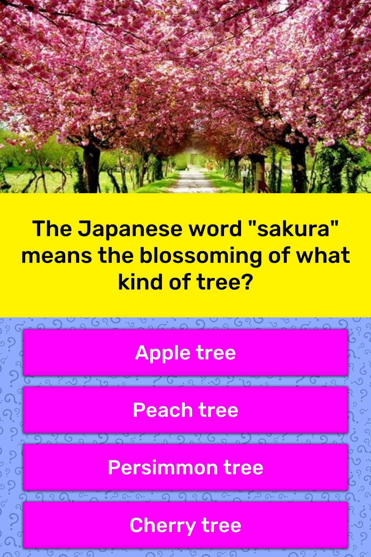 the-japanese-word-sakura-means-the-trivia-questions-quizzclub