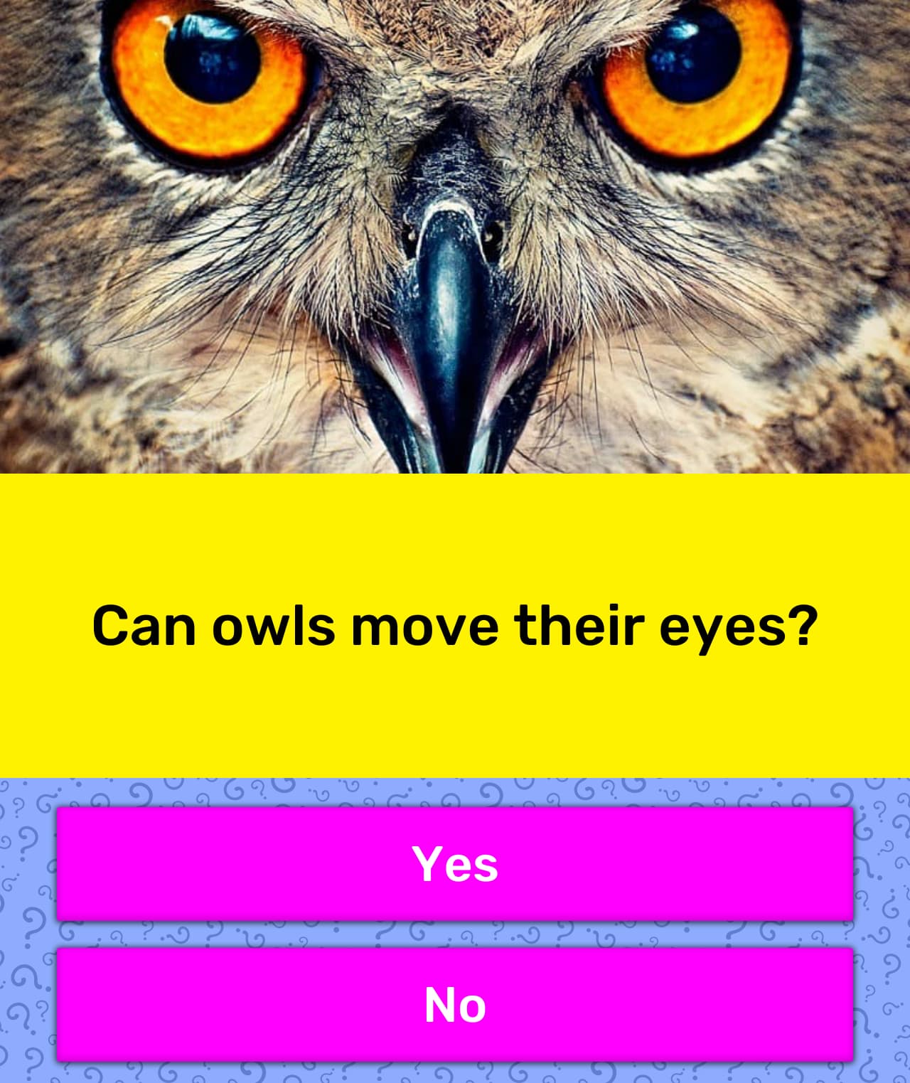 Can owls move their eyes? Trivia Answers