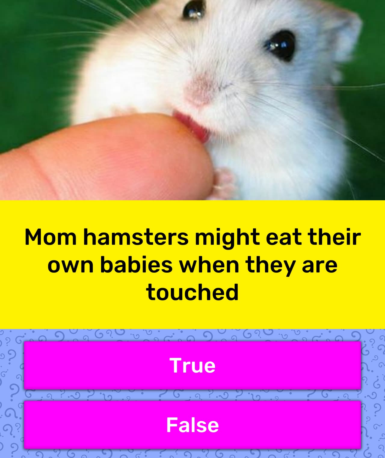 mother hamster eating babies