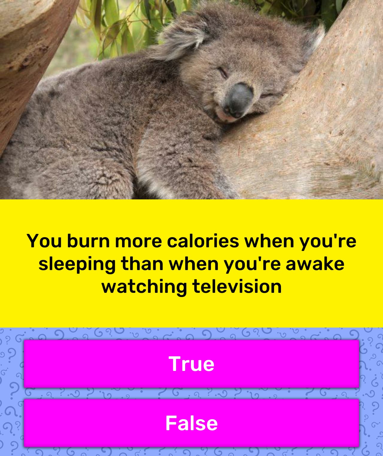 do you burn calories when you sleep