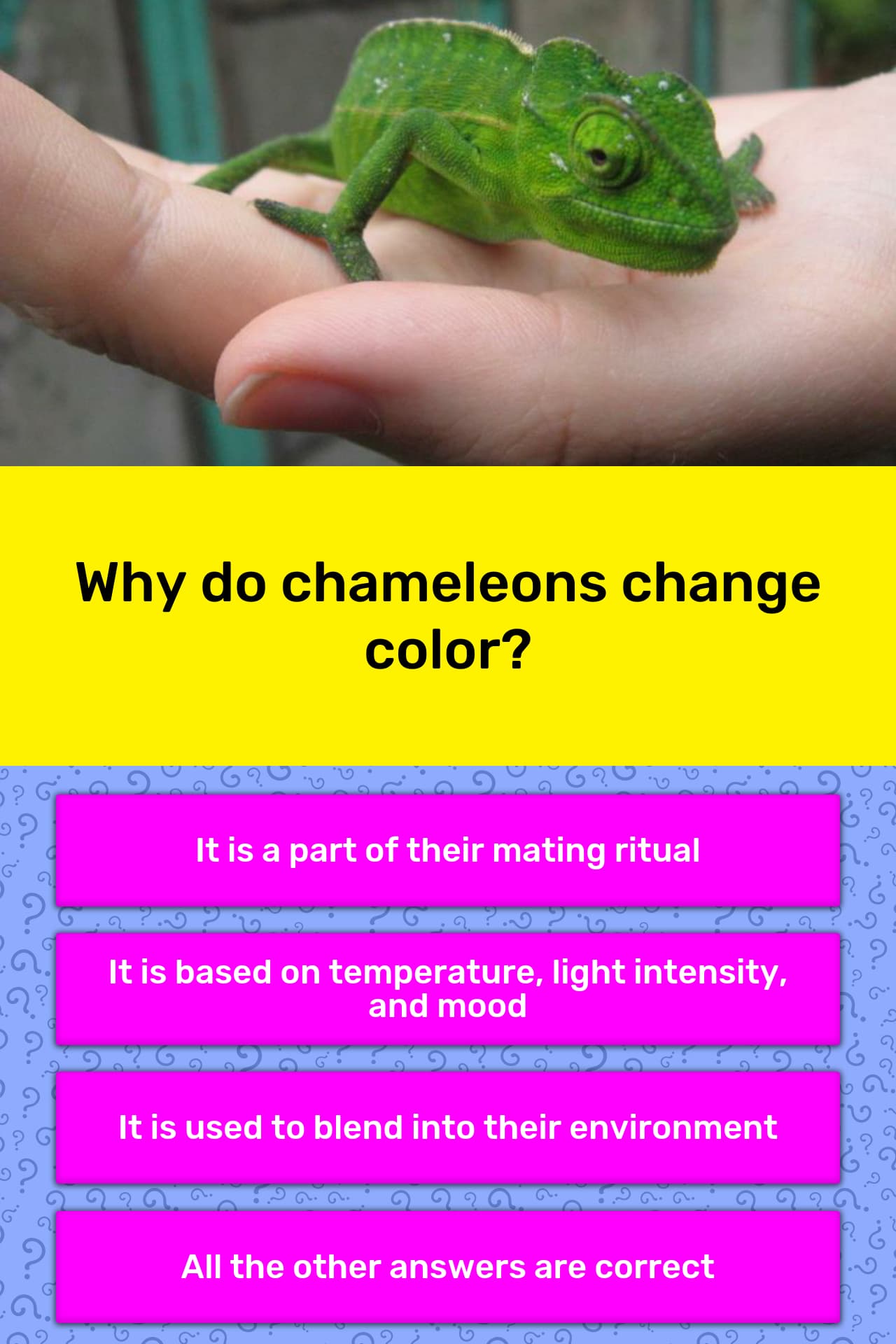 Why do chameleons change color? | Trivia Answers | QuizzClub