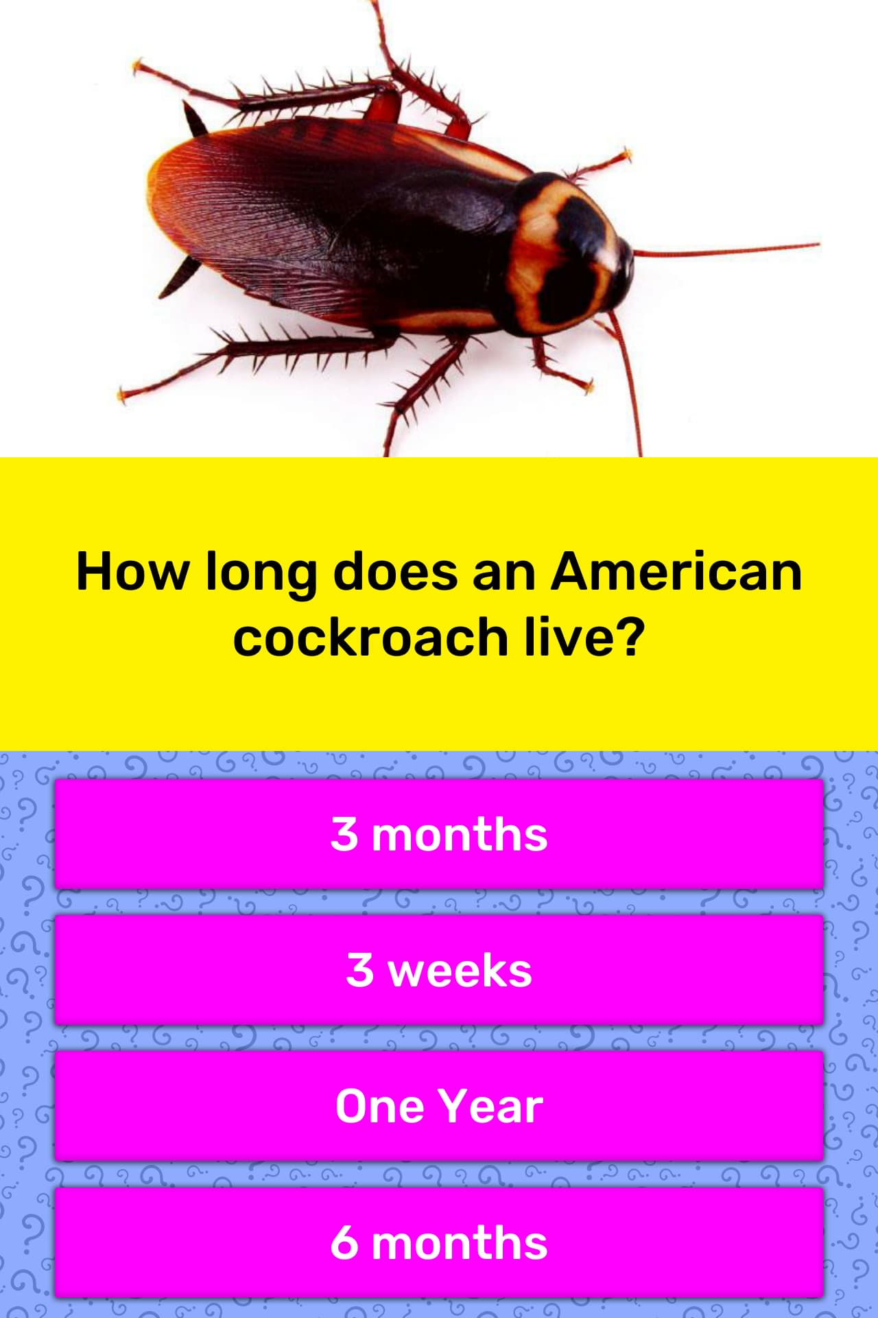 How long does an American cockroach... | Trivia Answers ...