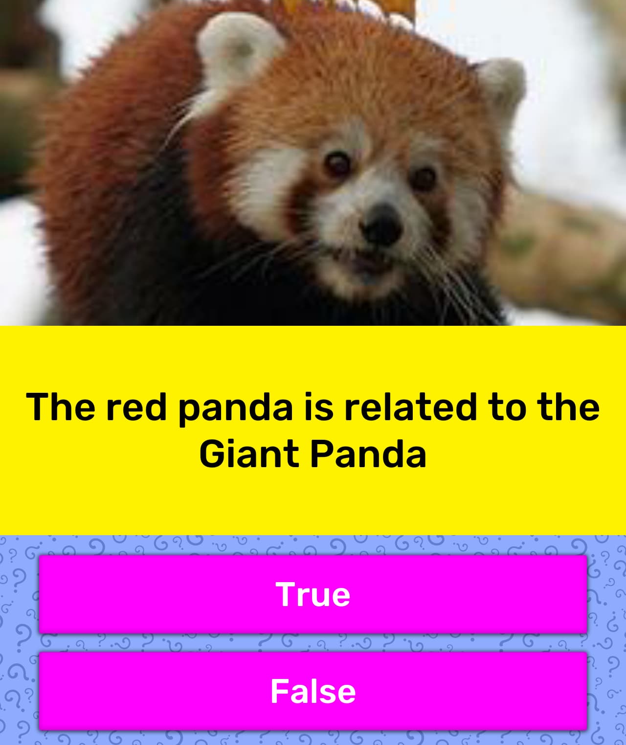 the-red-panda-is-related-to-the-trivia-answers-quizzclub