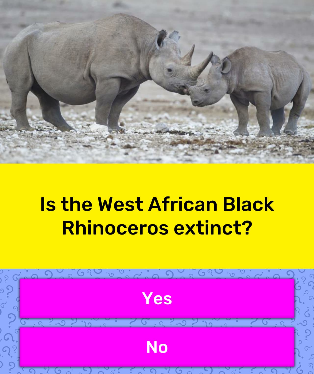 west african black rhinoceros ecolgical niche