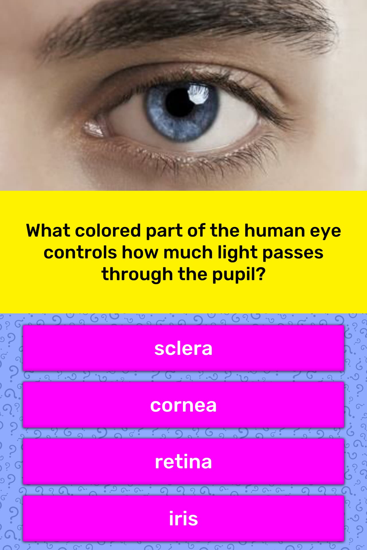 What Part of the Eye Detects Color? The Fascinating World of Cone Cells