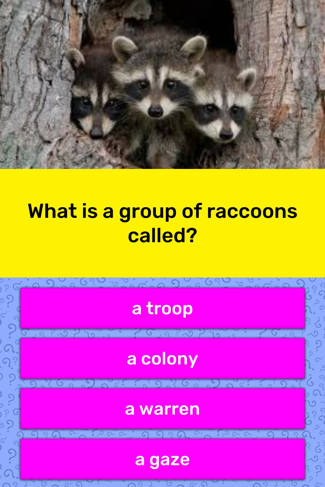 What Is A Group Of Raccoons Called Trivia Answers Quizzclub