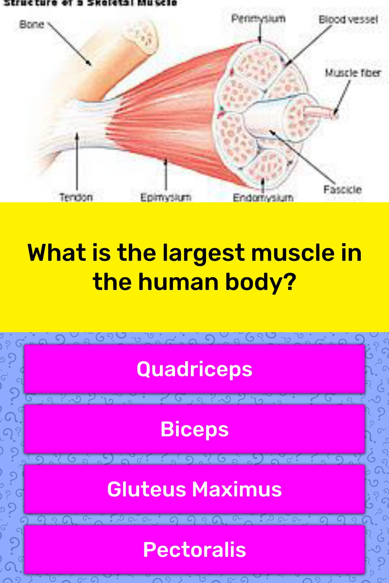 what-is-the-largest-muscle-in-the-trivia-answers-quizzclub