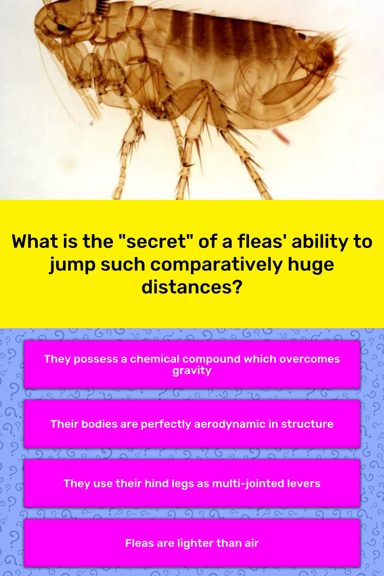 What is the "secret" of a fleas'... Trivia Answers