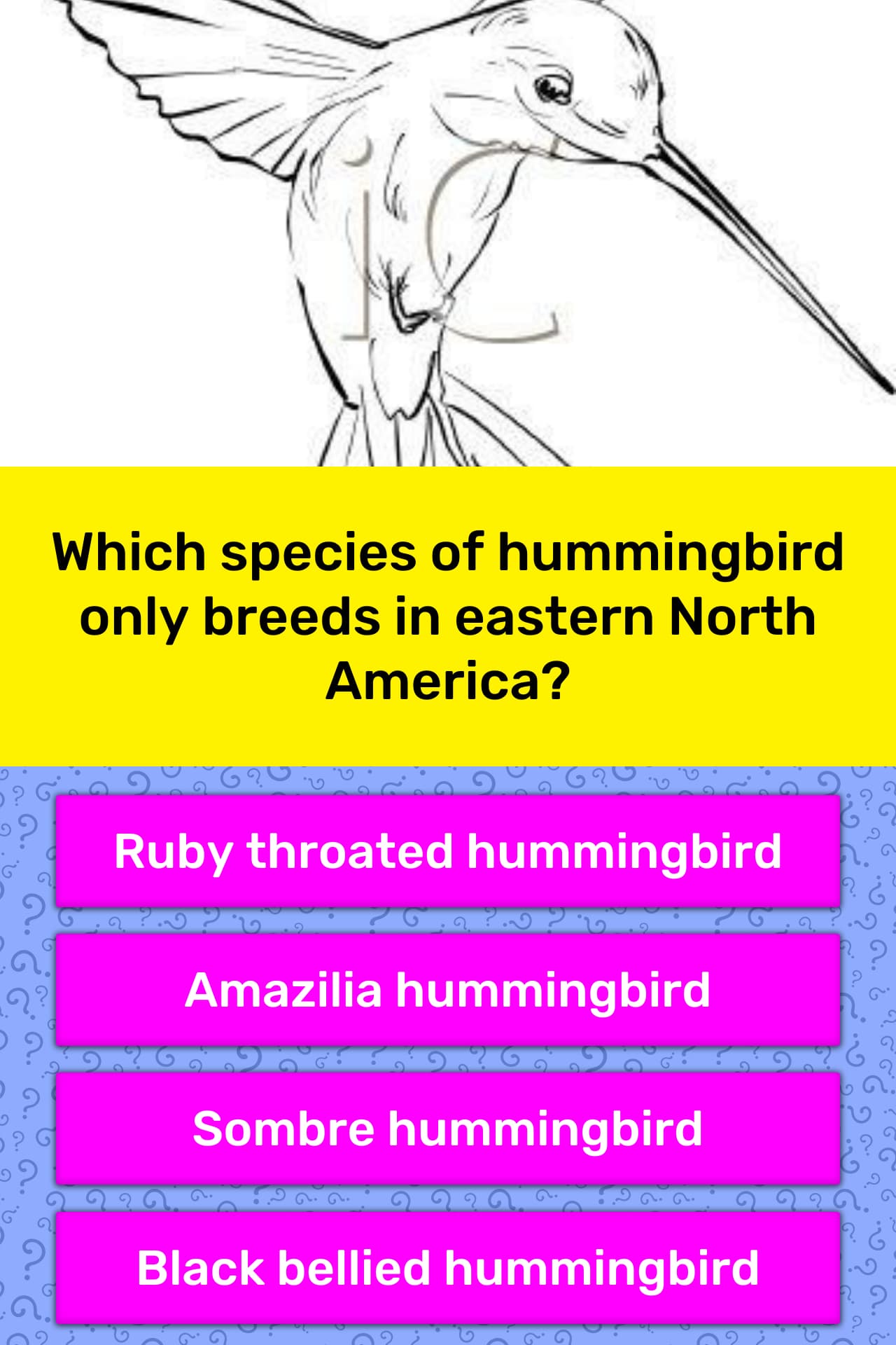 Which species of hummingbird only... Trivia Answers