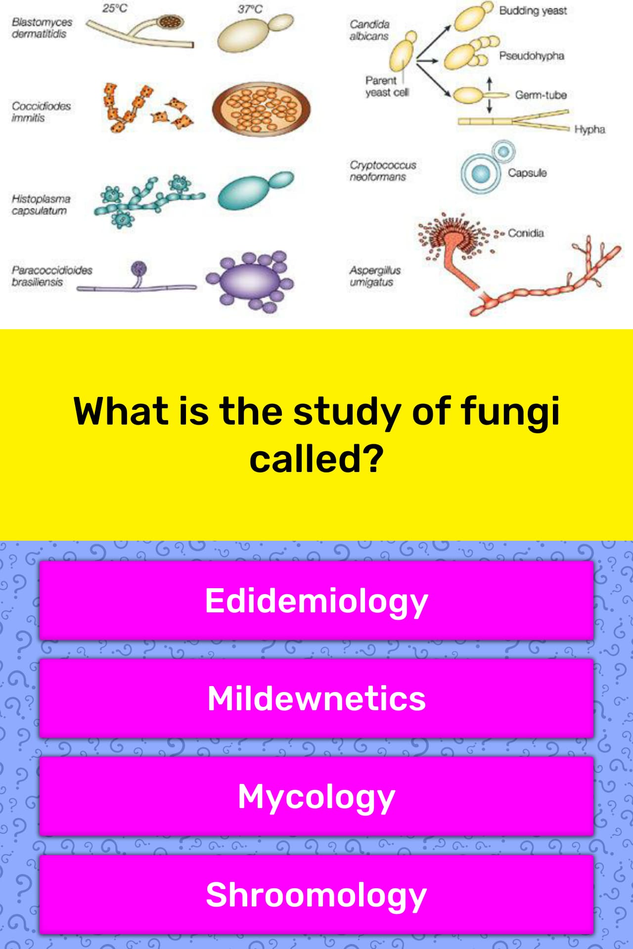 What Is The Study Of Fungi Called 