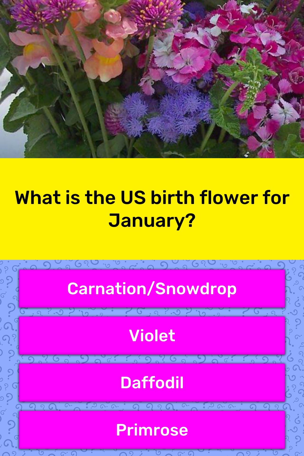 what-is-the-us-birth-flower-for-january-trivia-answers-quizzclub