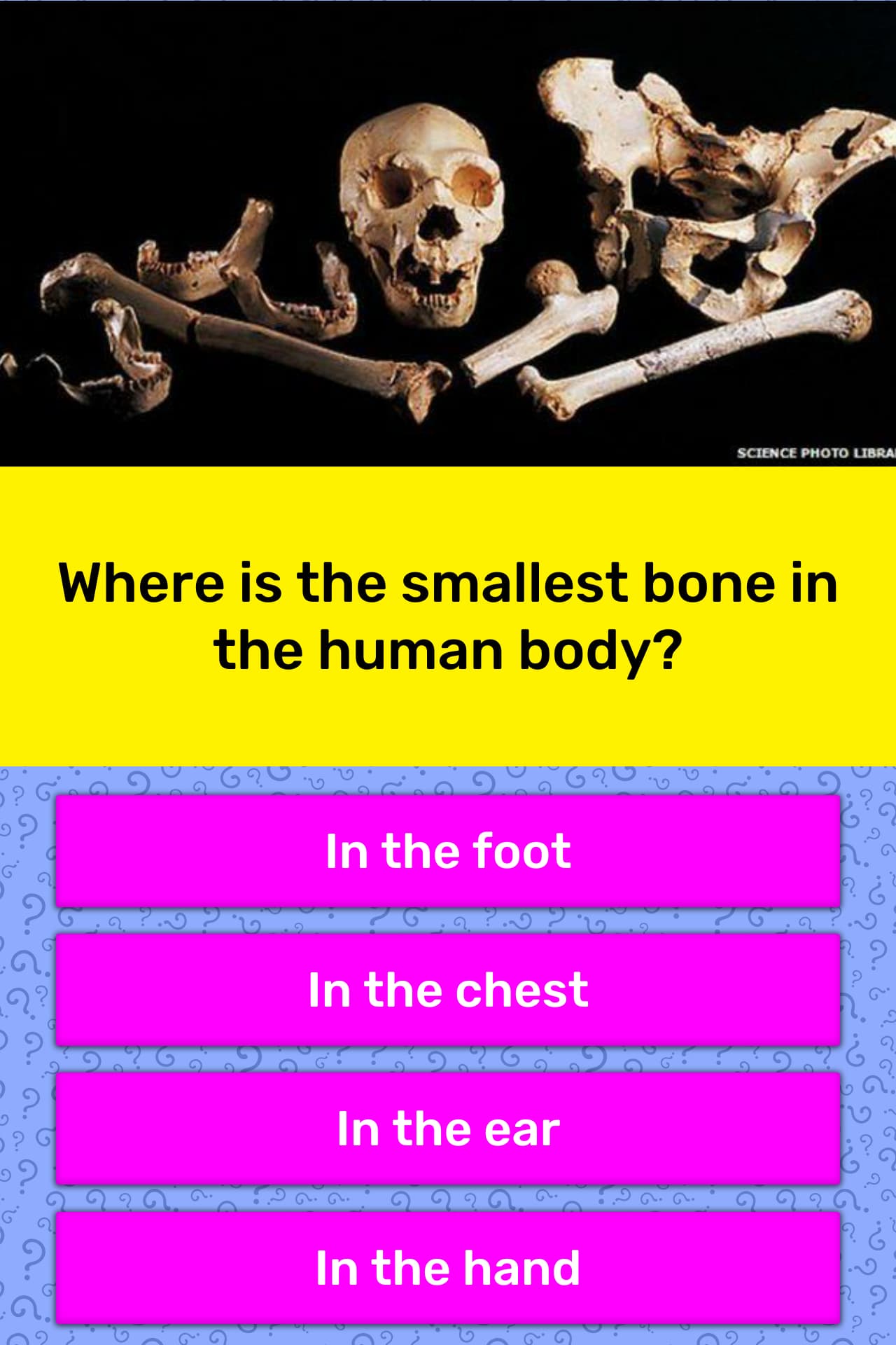 where-is-the-smallest-bone-in-the-trivia-answers-quizzclub