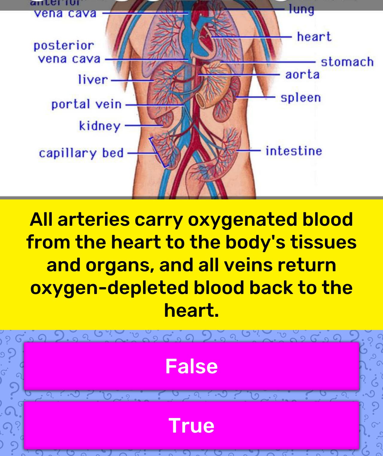 The Lower Part Of The Body Becomes Oxygenated