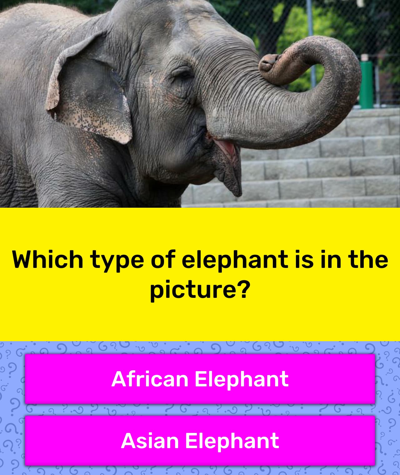 Which type of elephant is in the... | Trivia Answers | QuizzClub