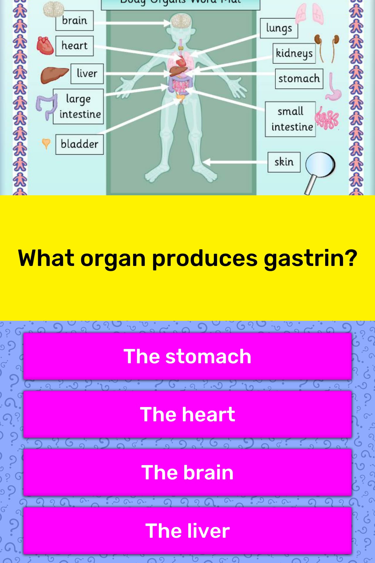 What Organ Produces Gastrin Trivia Answers QuizzClub