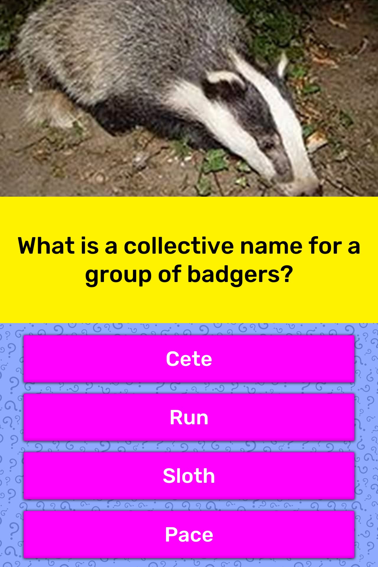 what-is-a-collective-name-for-a-trivia-answers-quizzclub