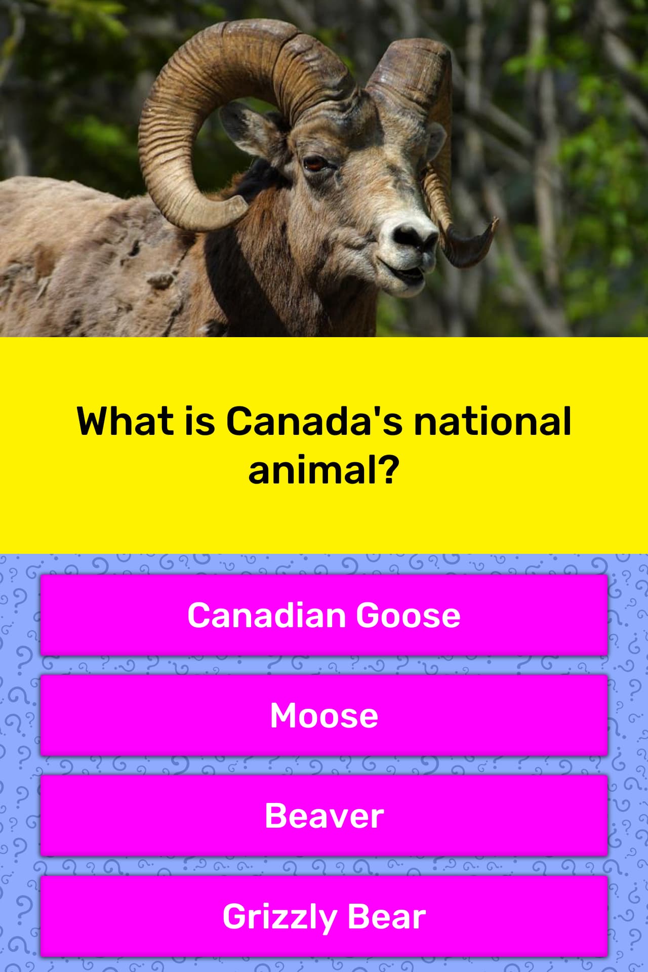 what-is-canada-s-national-animal-trivia-questions-quizzclub