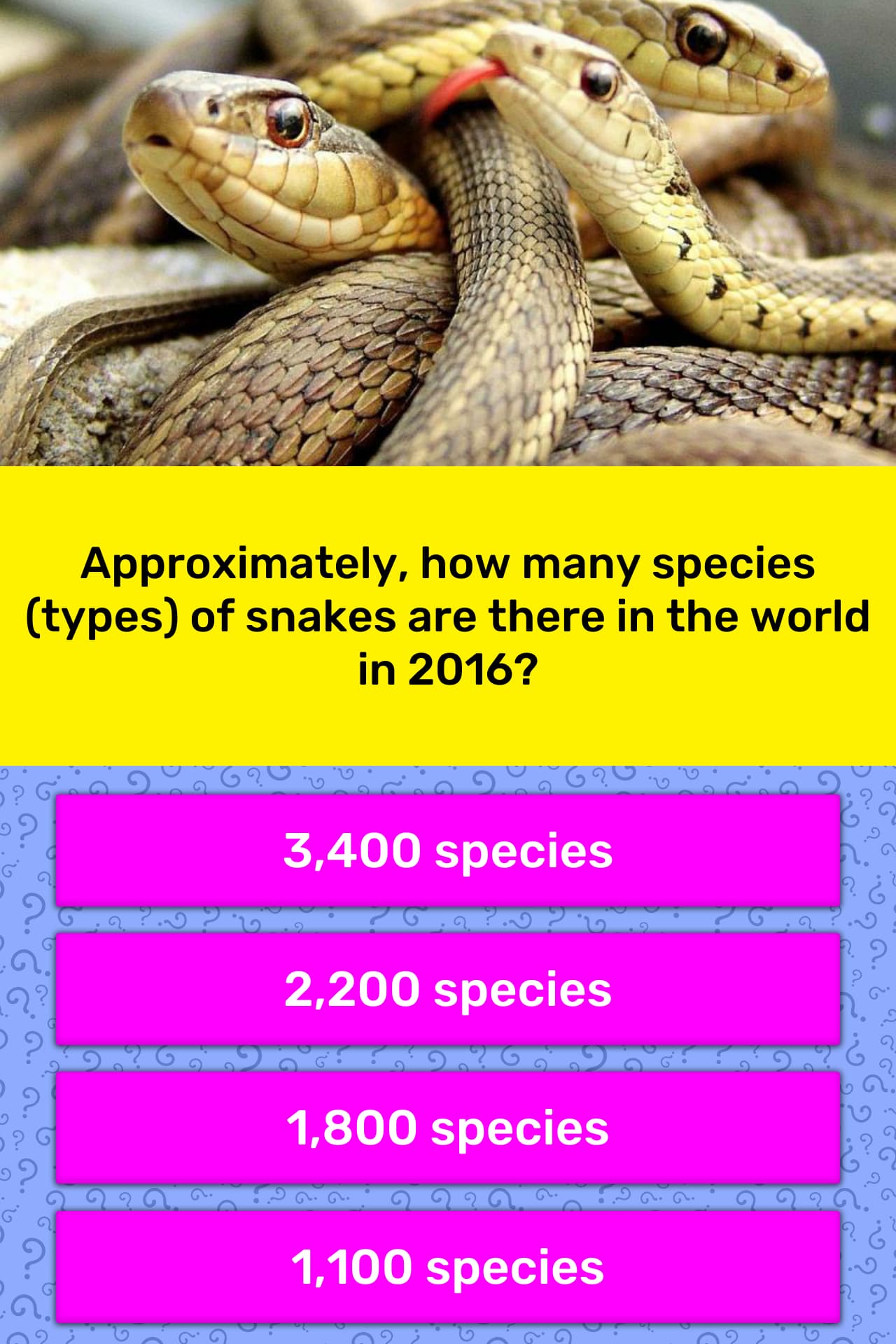 How Many Species Of Snakes Are There In The World