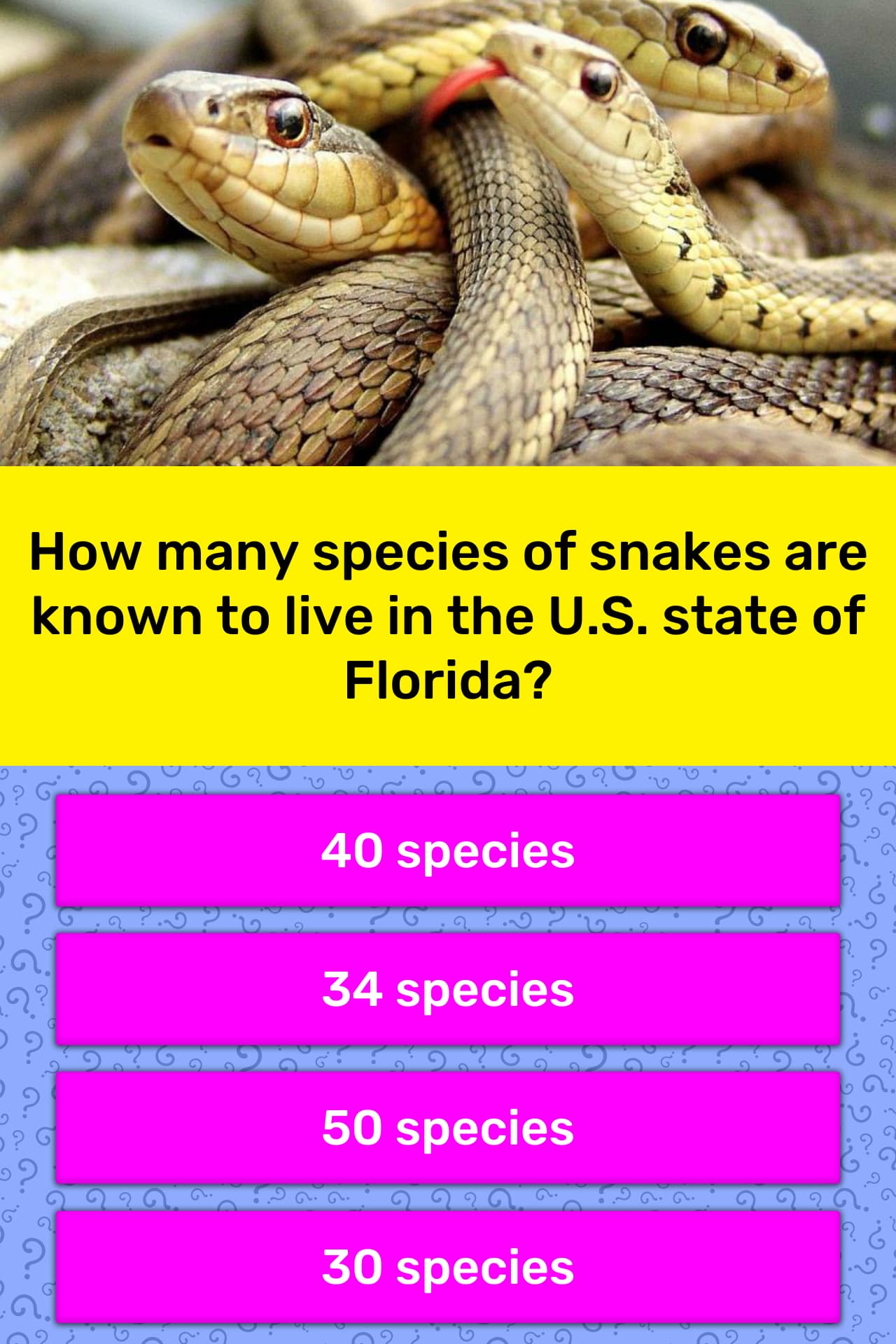 how-many-species-of-snakes-are-known-trivia-answers-quizzclub