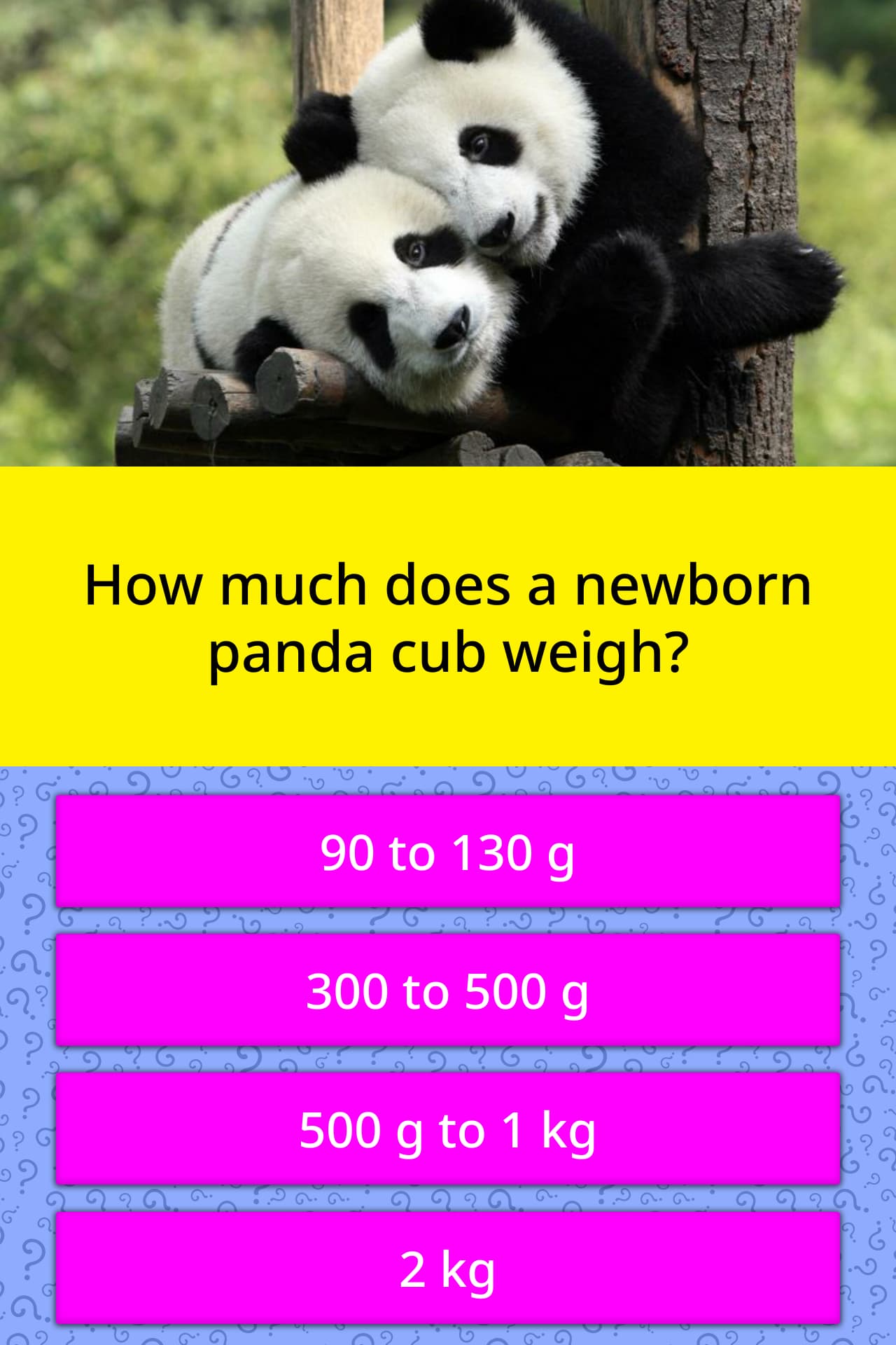 how-much-does-a-newborn-panda-cub-weigh-trivia-questions