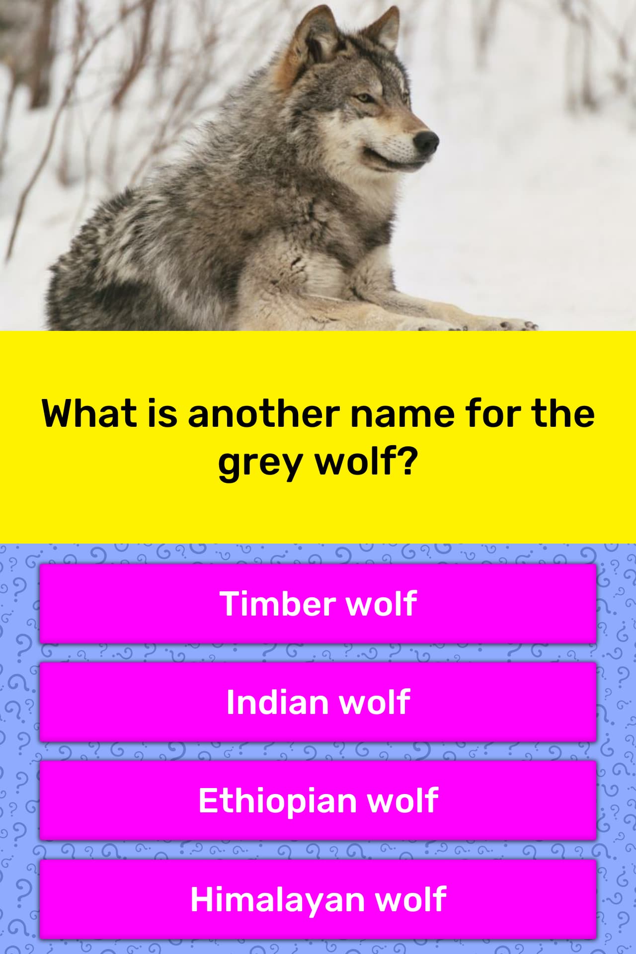 what-is-another-name-for-the-grey-wolf-trivia-questions-quizzclub