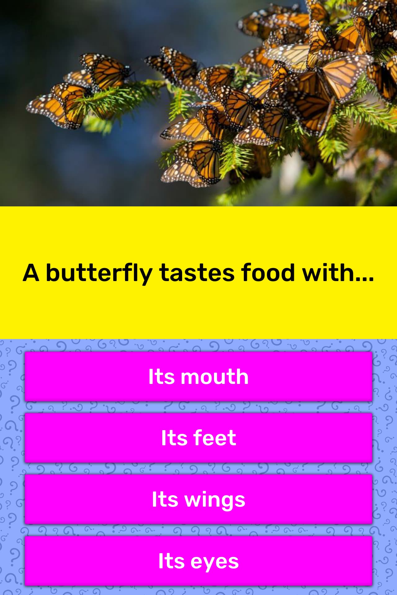 A Butterfly Tastes Food With Trivia Answers Quizzclub