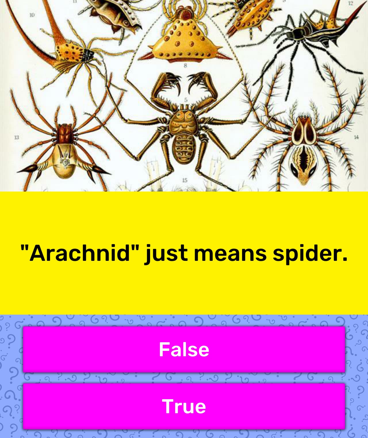  Arachnid Just Means Spider Trivia Answers QuizzClub