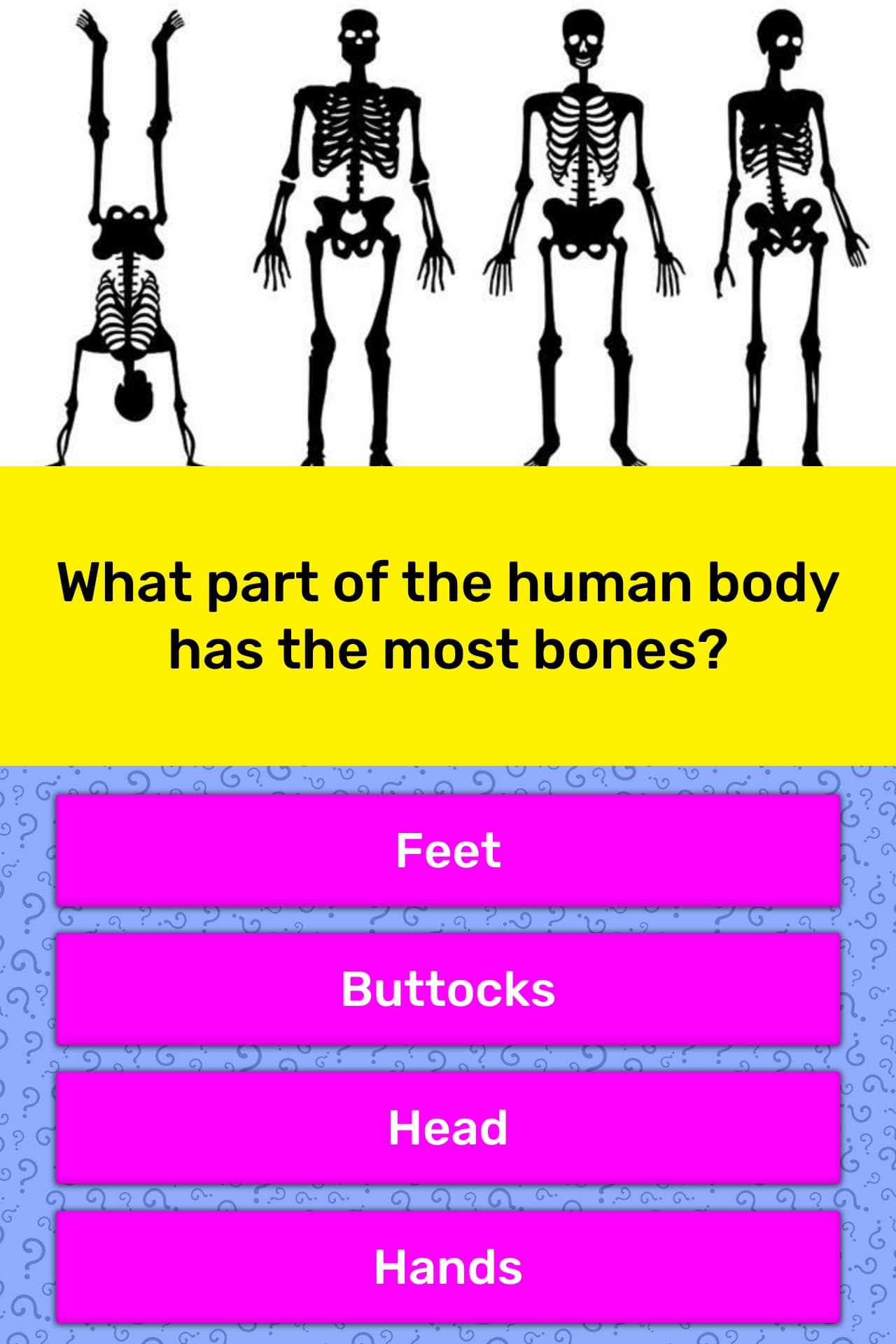 Which Body Parts Have The Most Bones