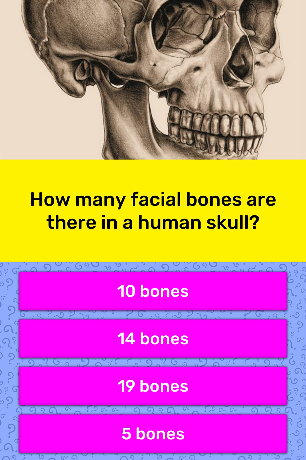 how-many-facial-bones-are-there-in-a-trivia-questions-quizzclub