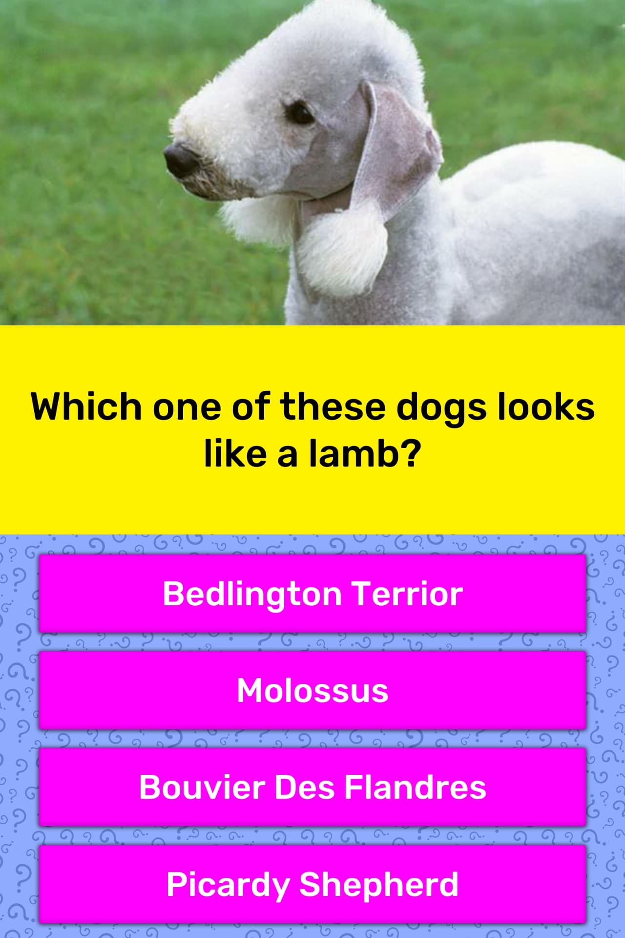 Which one of these dogs looks like a... | Trivia Answers | QuizzClub