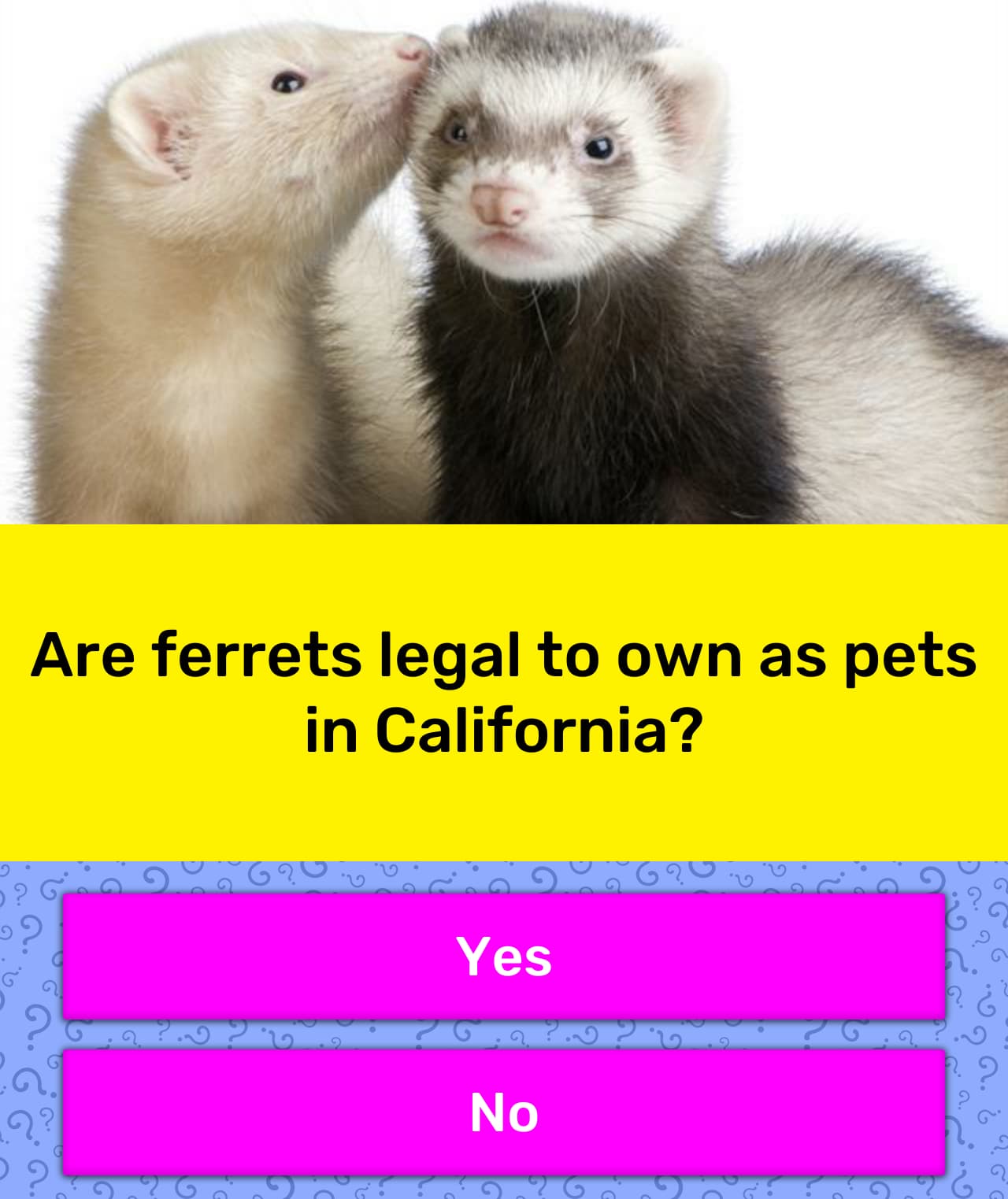 Are ferrets legal to own as pets in... Trivia Answers