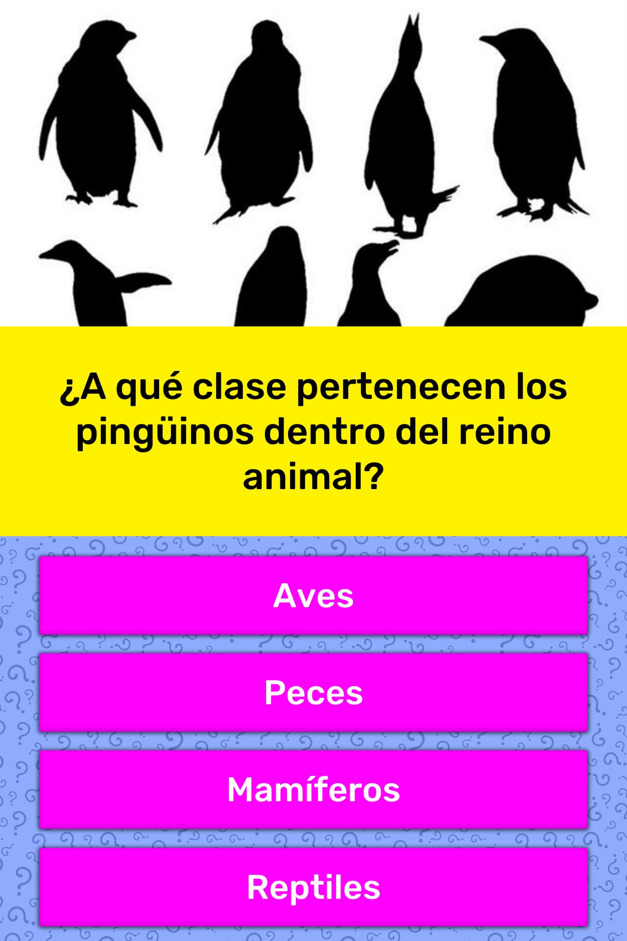A Que Familia Pertenecen Los Calamares