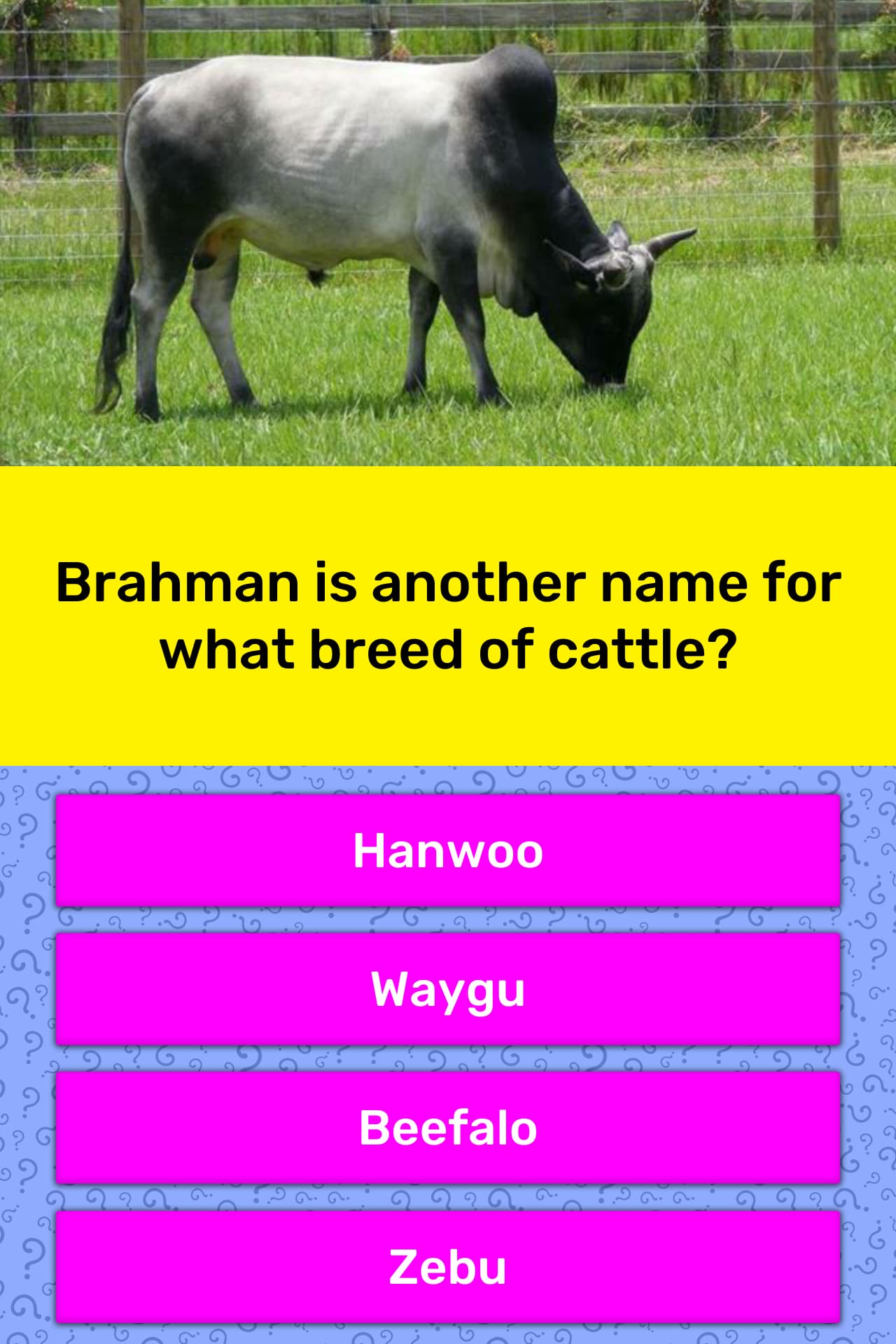 Brahman Cattle Names : Brahman Cattle Stock Illustrations ...