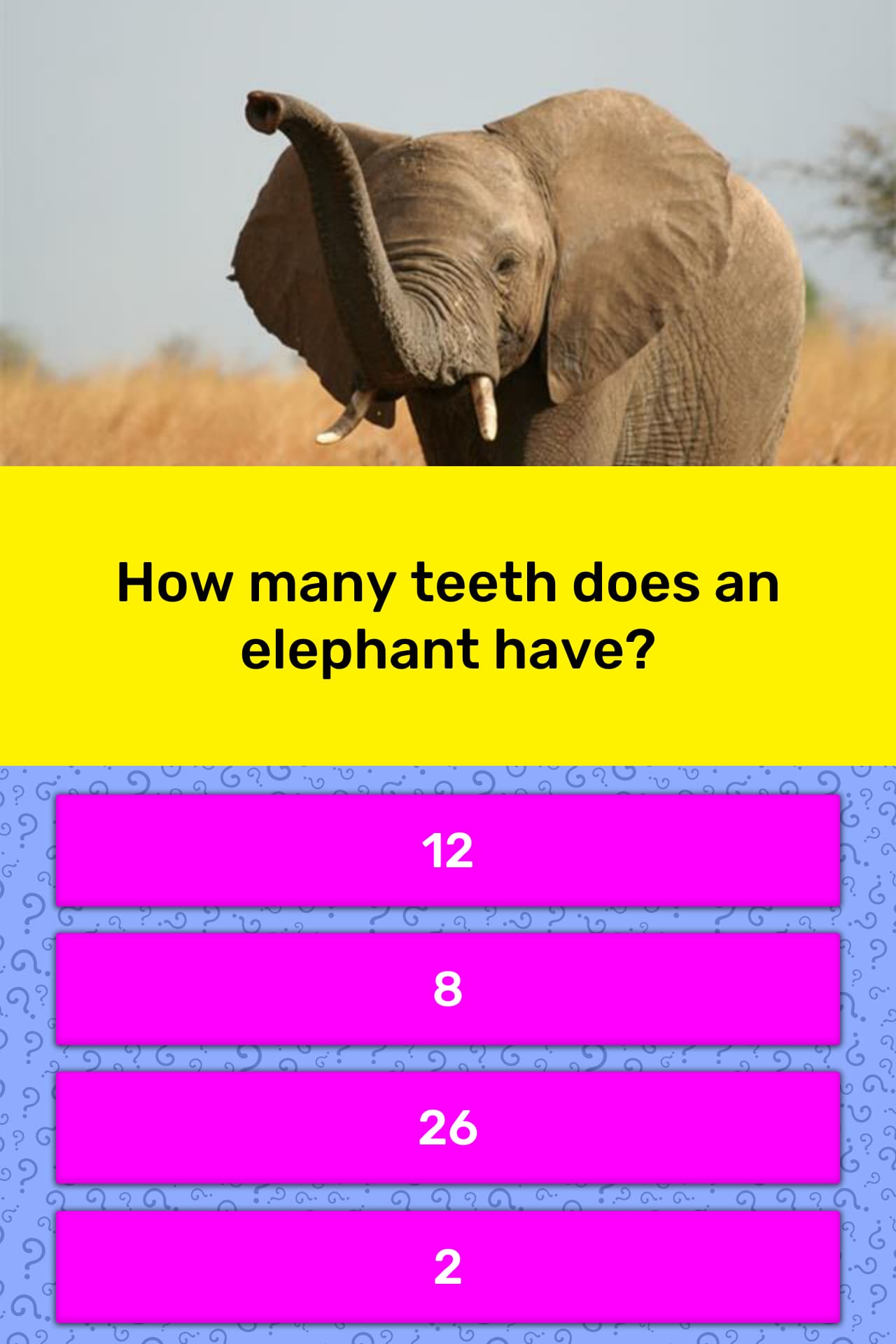 How many teeth does an elephant have? | Trivia Questions | QuizzClub