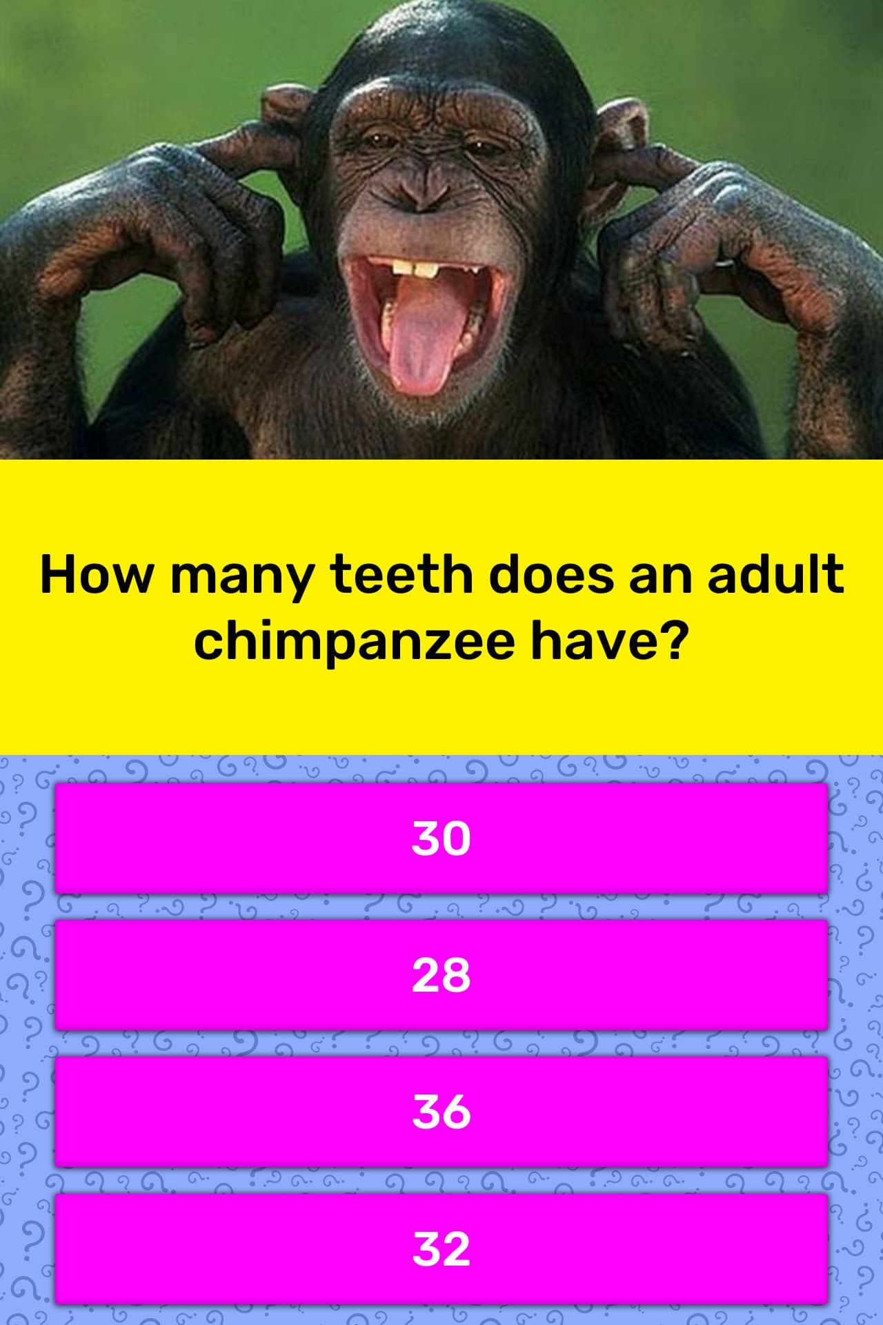 adult chimpanzee teeth