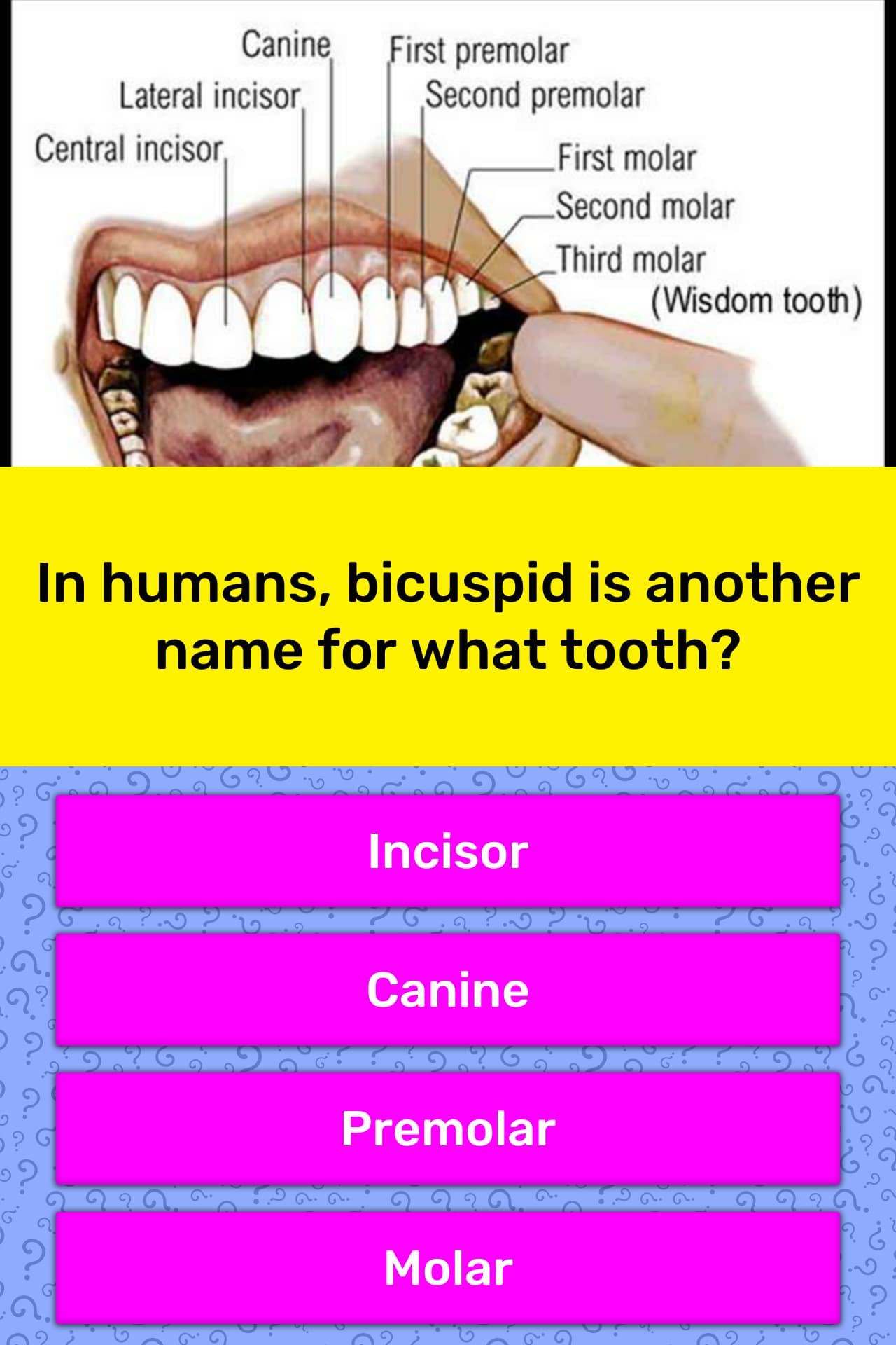 In Humans Bicuspid Is Another Name For What Tooth 1 