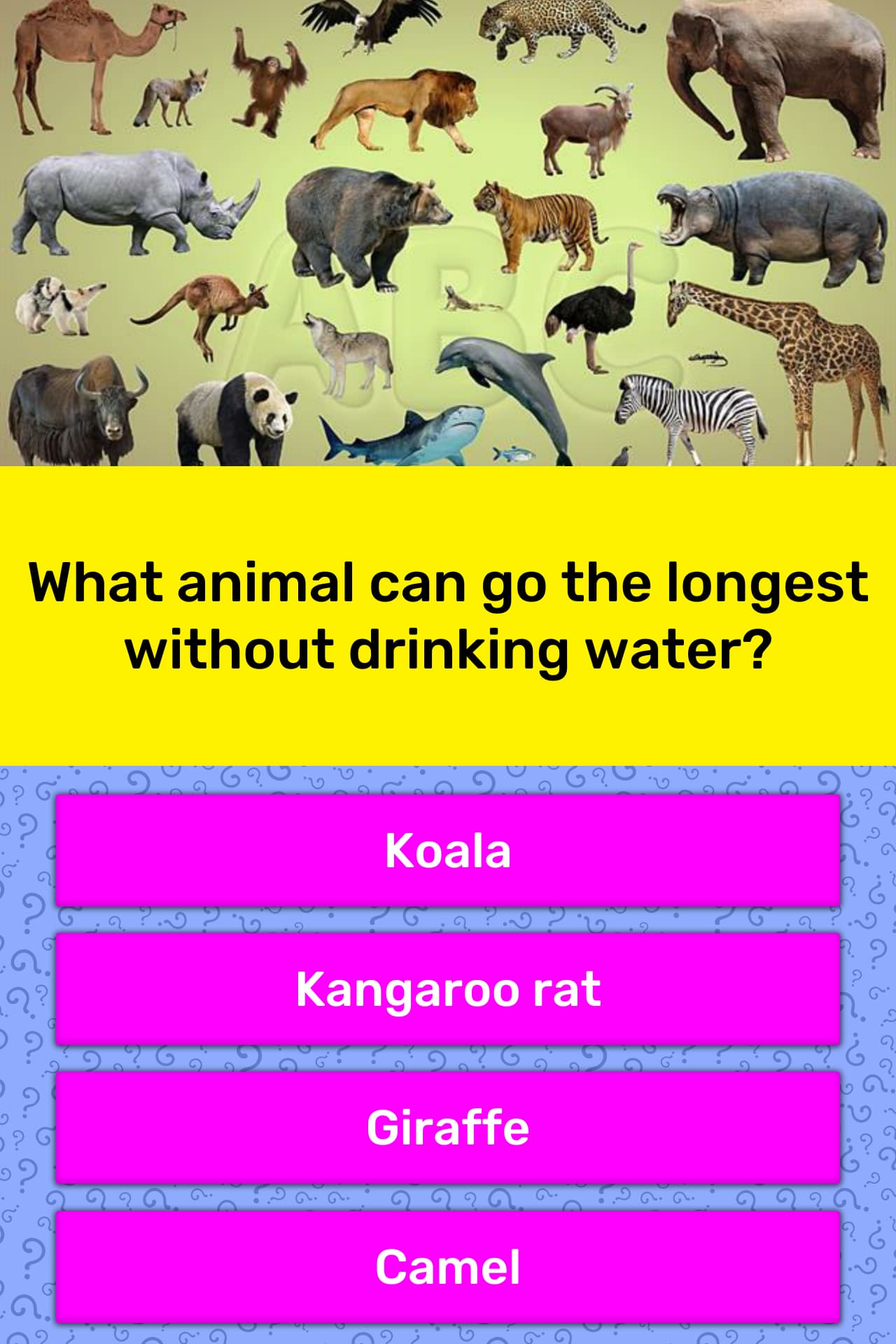 What Animal Can Go The Longest Trivia Answers Quizzclub