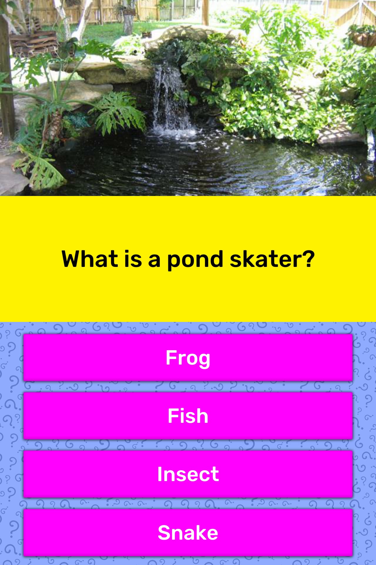 what-is-a-pond-skater-trivia-answers-quizzclub